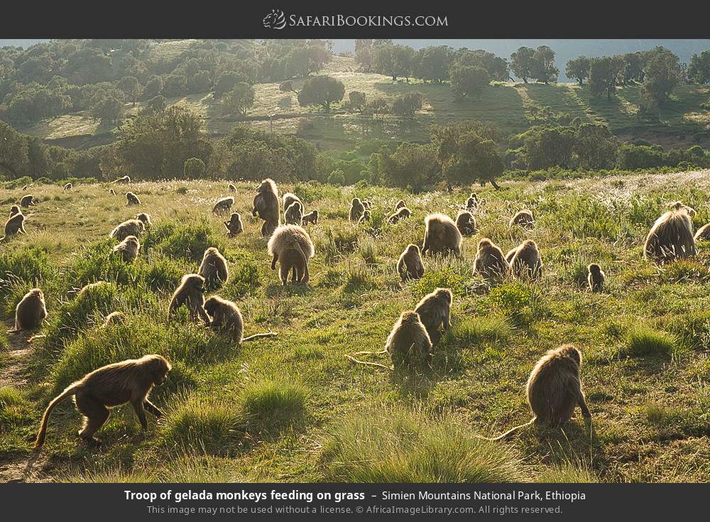 Troop of gelada monkeys feeding on grass in Simien Mountains National Park, Ethiopia