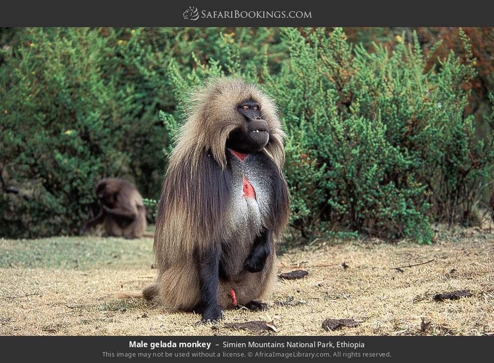 Male gelada monkey in Simien Mountains National Park, Ethiopia