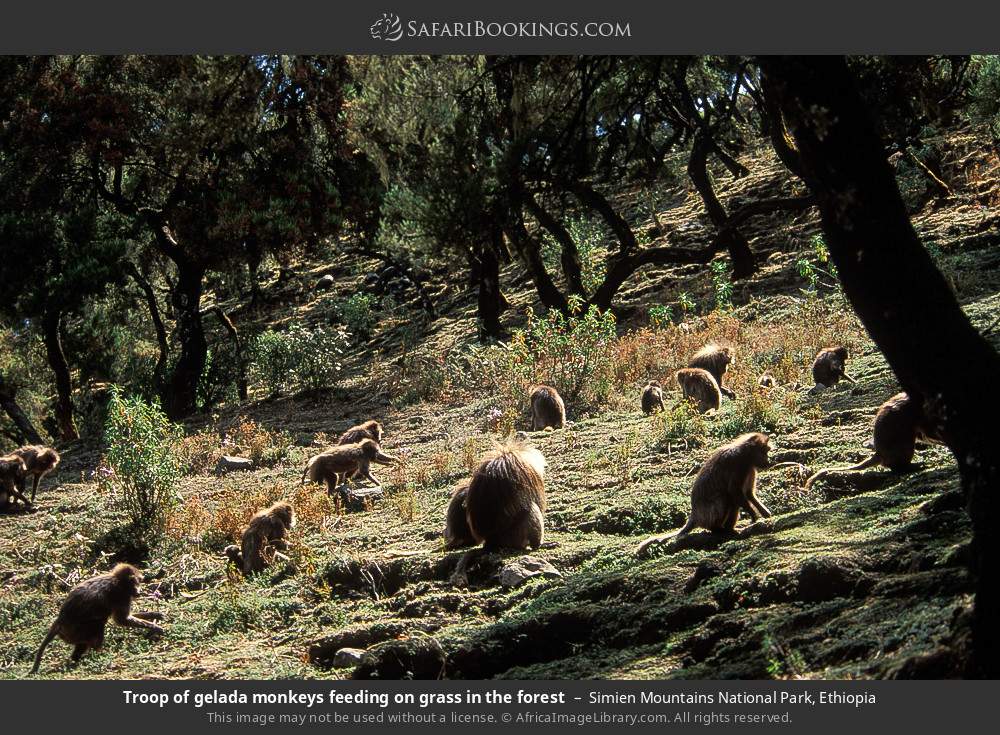 Troop of gelada monkeys feeding on grass in the forest in Simien Mountains National Park, Ethiopia