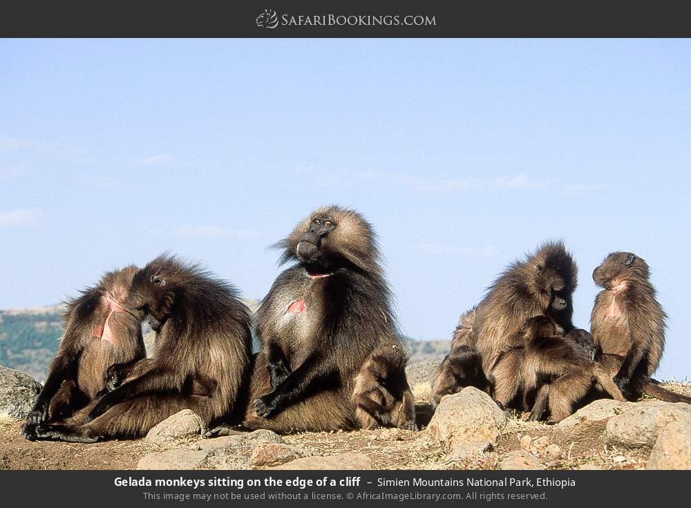 Gelada monkeys sitting on the edge of a cliff in Simien Mountains National Park, Ethiopia
