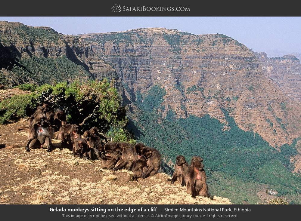 Gelada monkeys sitting on the edge of a cliff in Simien Mountains National Park, Ethiopia