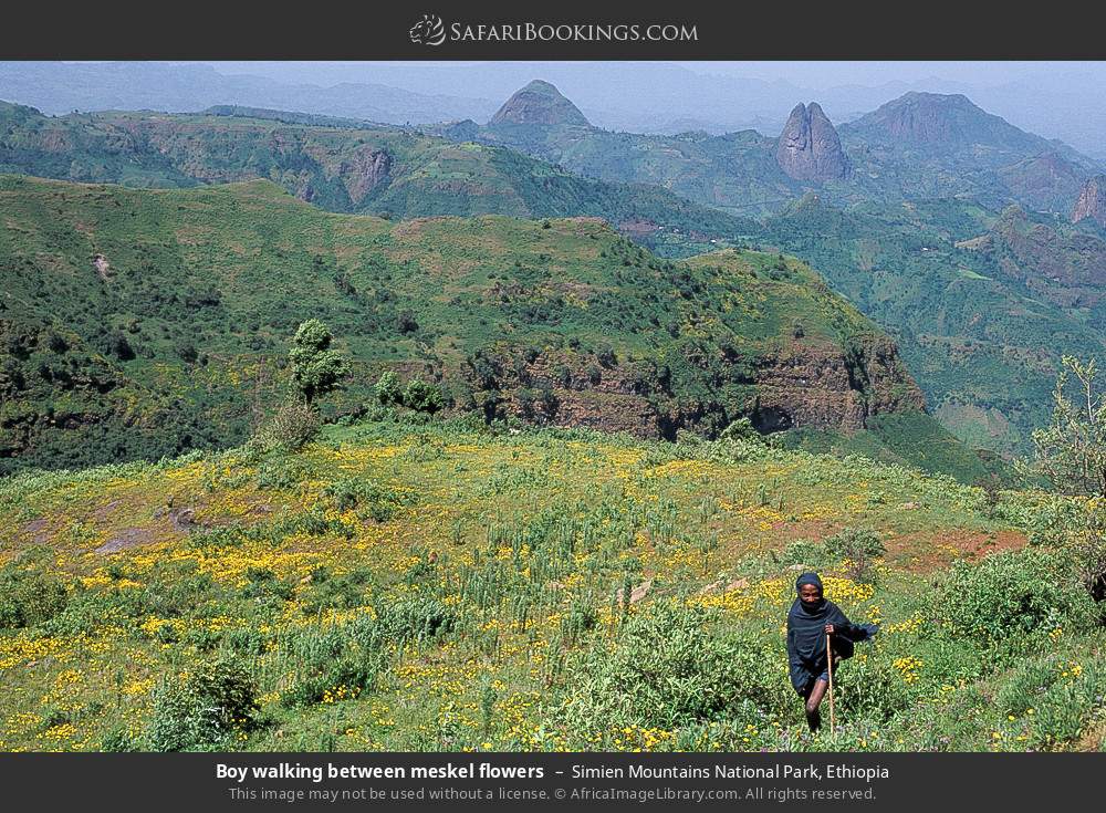 Boy walking between meskel flowers in Simien Mountains National Park, Ethiopia
