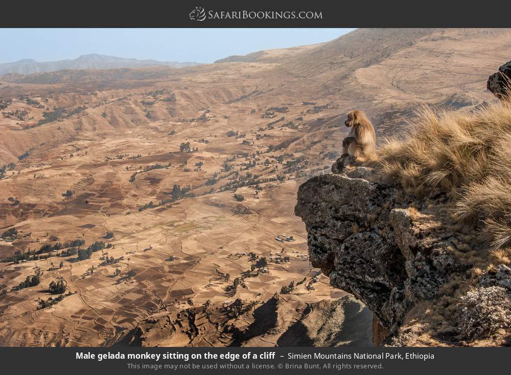 Male gelada monkey sitting on the edge of a cliff in Simien Mountains National Park, Ethiopia