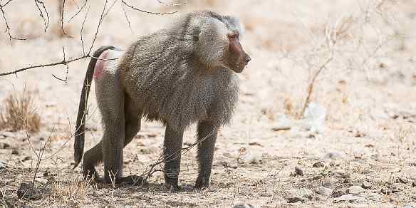 Awash Animals – Wildlife in Awash National Park