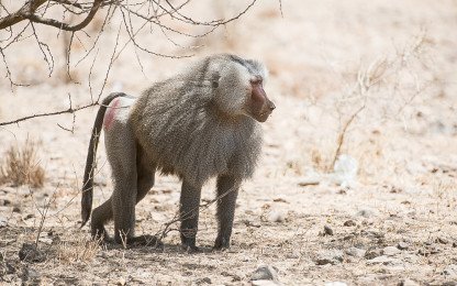 Awash Wildlife Photos – Images & Pictures of Awash National Park