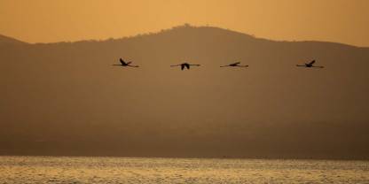 Abijatta-Shalla National Park