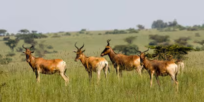 Senkele Swayne’s Hartebeest Sanctuary