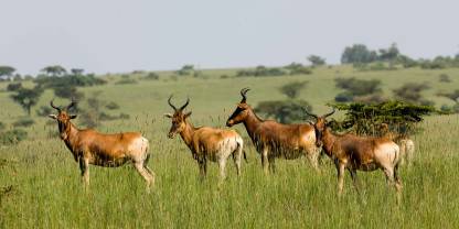 Senkele Swayne’s Hartebeest Sanctuary