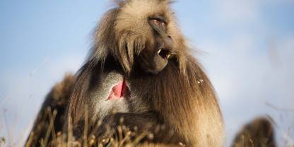 Simien Mountains National Park