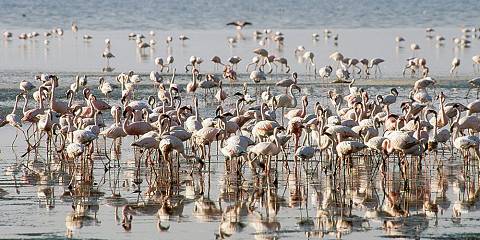 11-Day Ethiopia Birdwatching Adventure & Photograph Tour