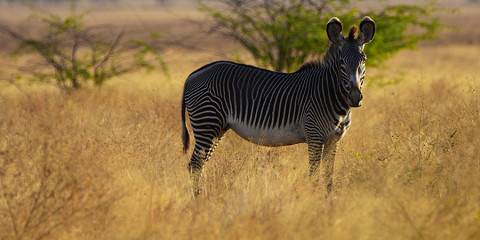 3-Day Awash National Park & Aledeghi Wildlife Reserve