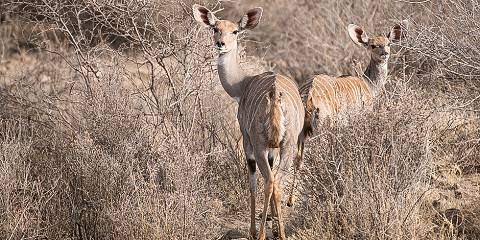 Awash National Park - Ethiopia