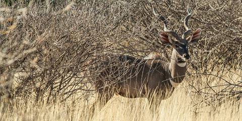 8-Day Wildlife Safari Adventure in Ethiopia