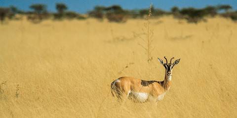 Awash National Park