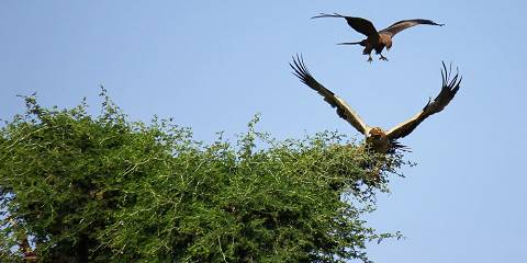 Best of Ethiopia Birding Tour Around