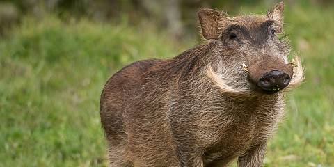 8-Day Journey Through Bale Mountains & Omo Valley Tour