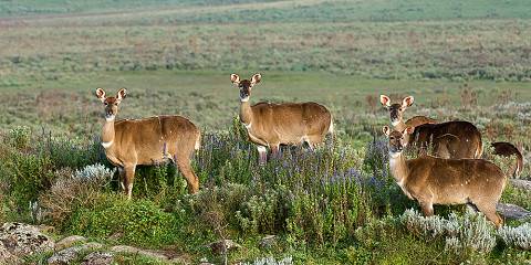 5-Day Bale Mountains National Park