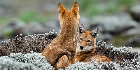 3-Day Discover Majestic Beauty of Bale Mountains Park