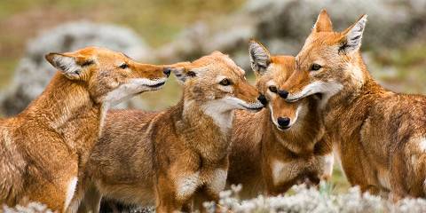 Bale Mountains Trekking Tour