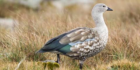 In Pursuit of Endemics - Birdingwatching Ethiopia