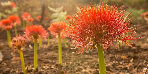 13-Day Lalibela, Gonder, Simien, Omovalley & Danakil Tour