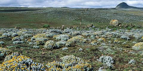 4-Day "Bale Mountains: 4-Day Adventure Tour"