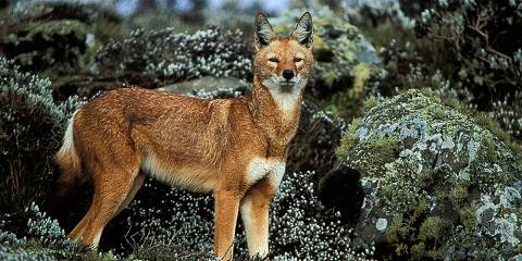 Bale Mountains Trekking