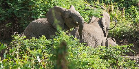 4-Day Chebera-Churchura National Park Safari Adventure