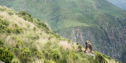 3-Day "3-Day Simien Mountains Adventure Tour"