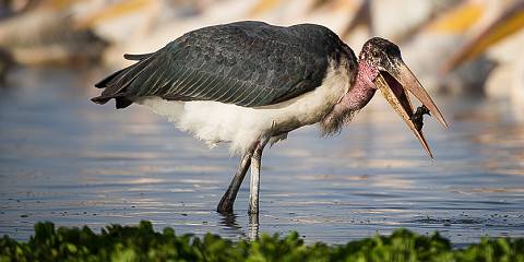 5-Day Rift Valley Lakes Birding Circuit