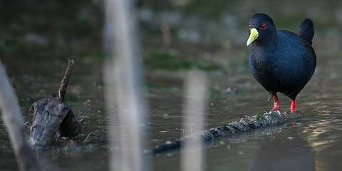 3-Day Bisheftu Ziway and Hawasa Lake Side