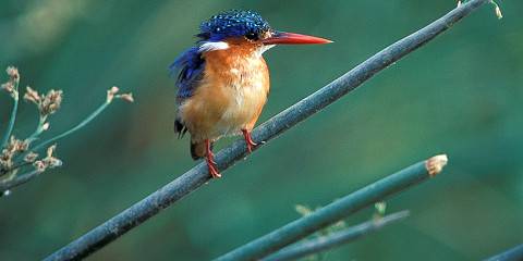 Ethiopia Birdwatching Adventure Tour