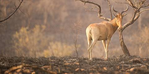 4-Day Maze National Park Safari