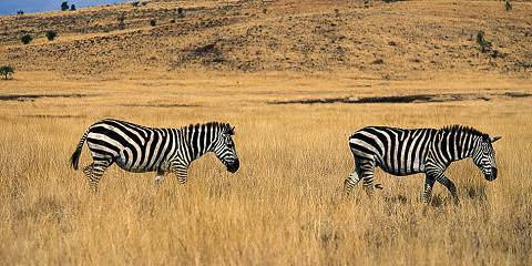 3-Day Discover the Wildlife of Awash National Park