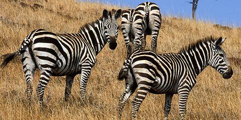 2-Day Hawassa, Dorze Village & Arba Minch Adventure