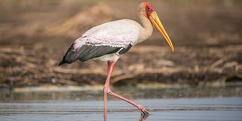 Ethiopian Birding Tour Package