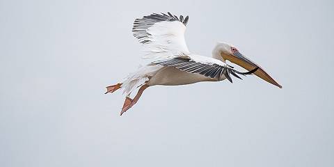 Birding Ethiopia - Discover the Endemics