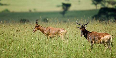 6-Day Wildlife and Cofee Trails of Western Ethiopia