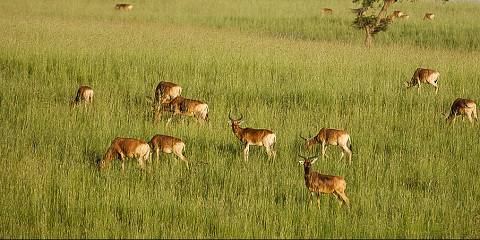 7-Day Ethiopia Wildlife, Nature & Cultural Adventure