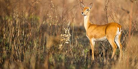 2-Day Awash National Park and Surroundings Tour