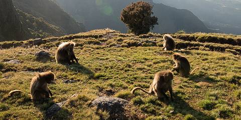 10-Day Simien Mountains Trekking Adventure