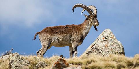 Ethiopian Mammal Watching Tour