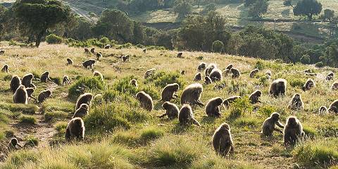 3-Day Ethiopia Camping Tour