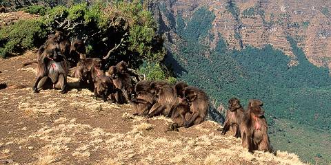 4-Day Simien Mountains Fixed Departure Group Trek