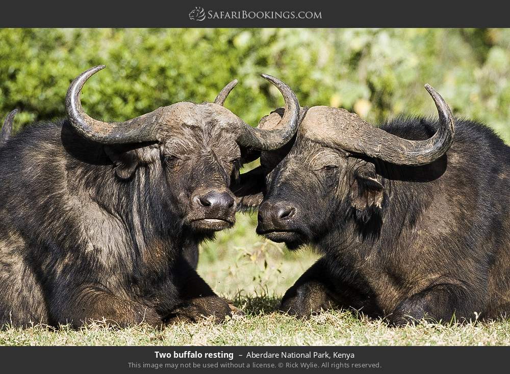 Two buffalo resting in Aberdare National Park, Kenya