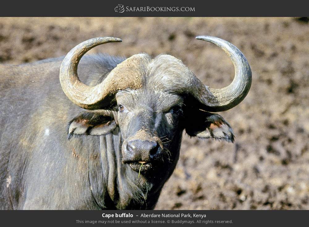 Cape buffalo in Aberdare National Park, Kenya