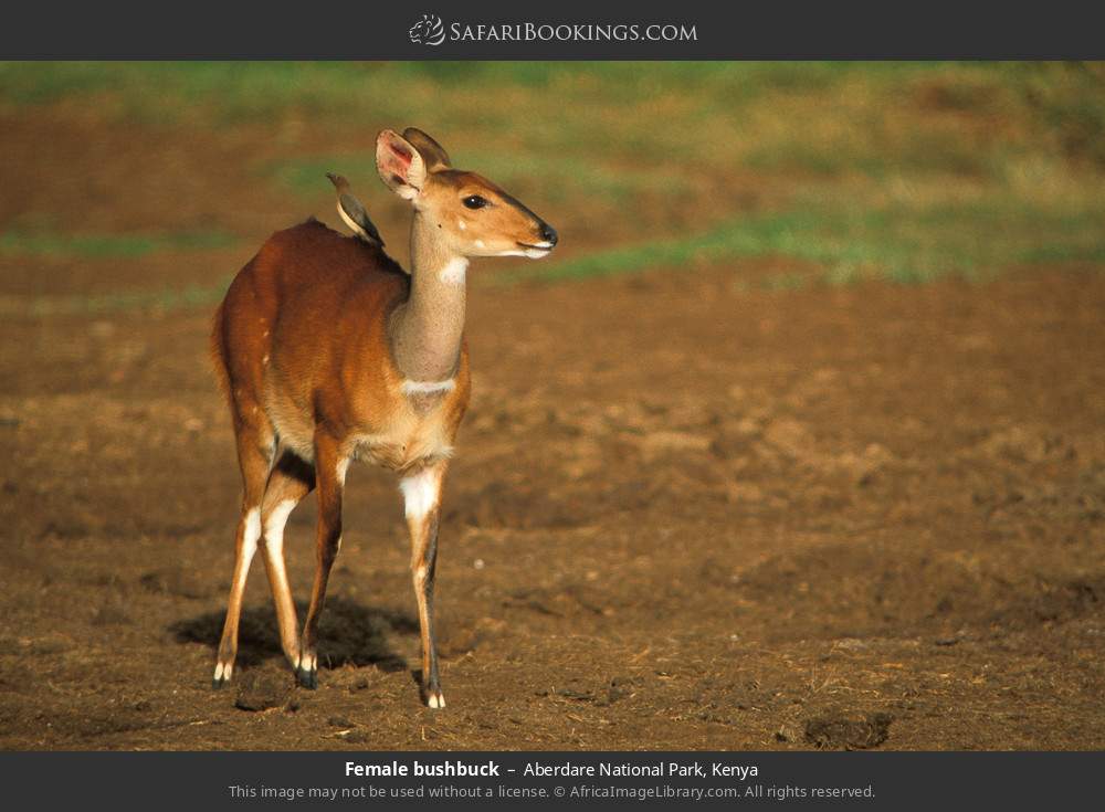 Female bushbuck in Aberdare National Park, Kenya