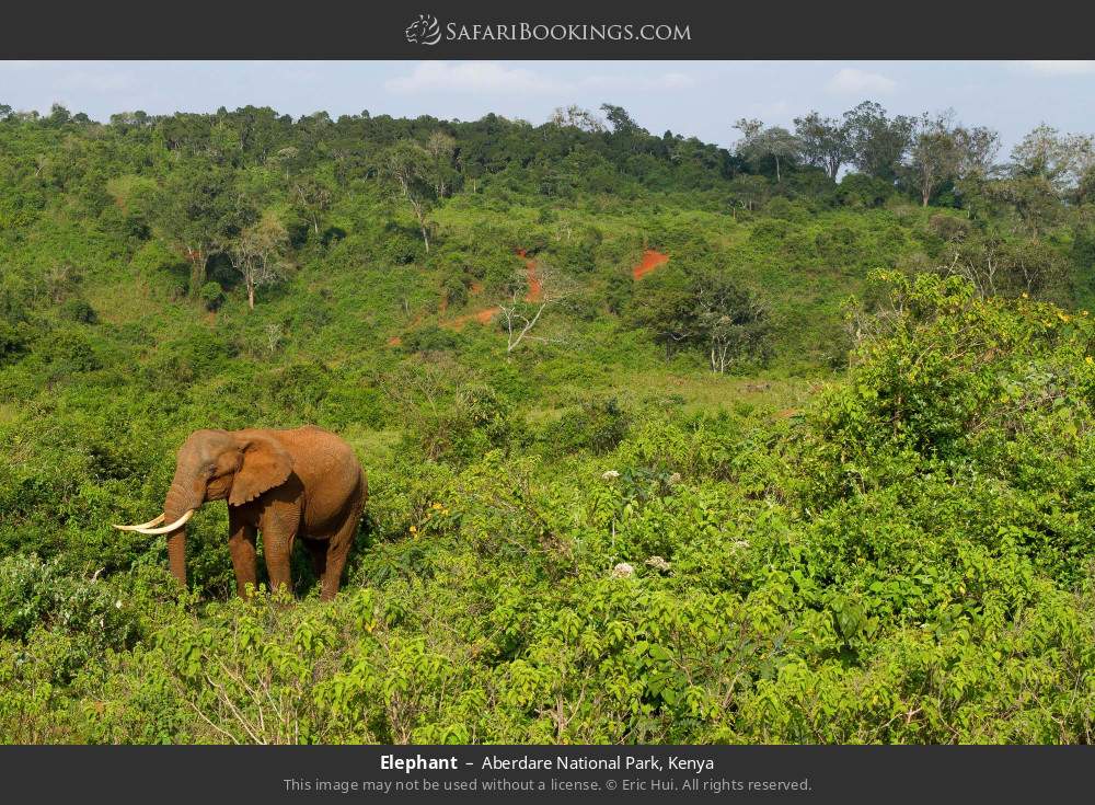 Elephant in Aberdare National Park, Kenya