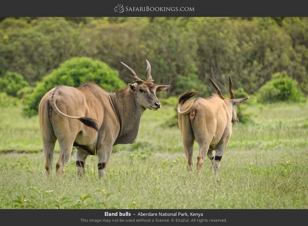 Eland bulls in Aberdare National Park, Kenya