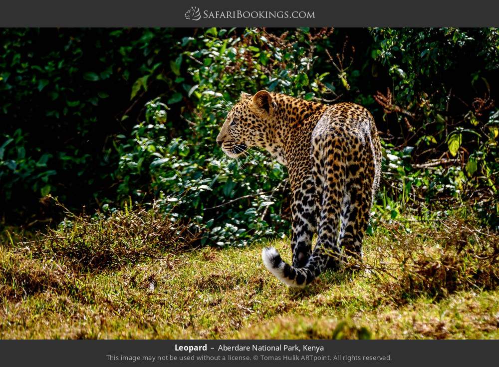 Leopard in Aberdare National Park, Kenya